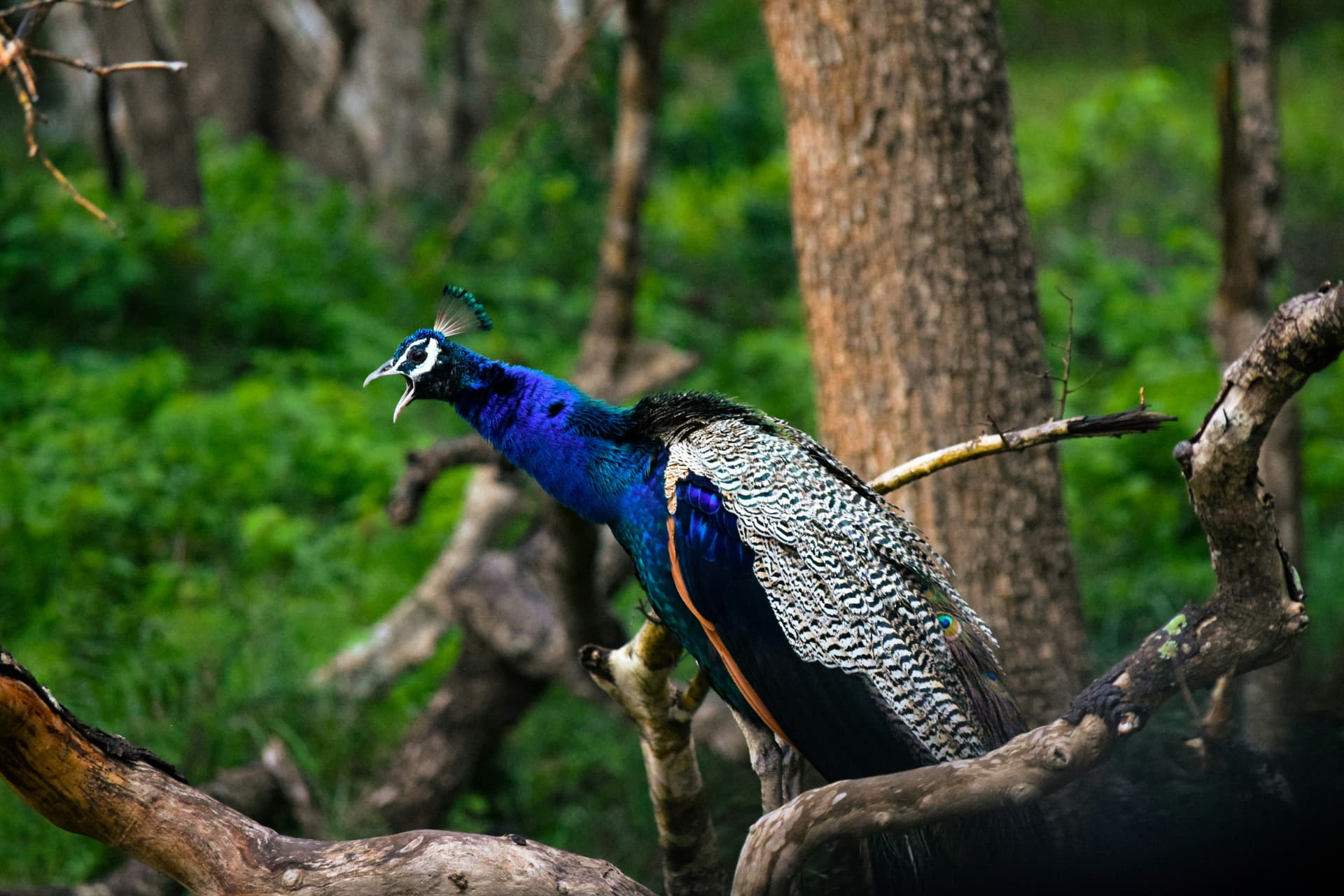 Wild peacock calling from a fallen branch in a national park
